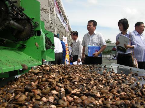 Nhiều lô điều thô nhập khẩu không đạt chuẩn