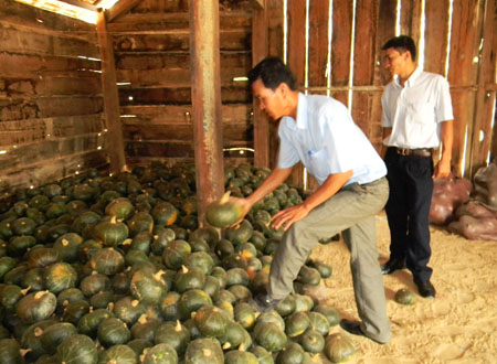 Ôm nợ vì giống bí Trung Quốc