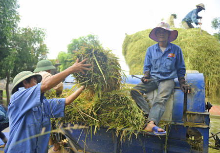 Oxfam: Trồng lúa ngày càng ít lãi