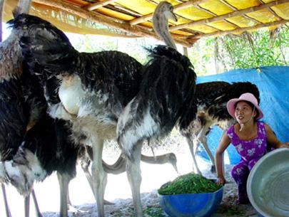Phát tài với nghề nuôi đà điểu