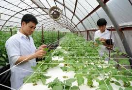 Phát triển công nghệ sinh học trong nông nghiệp