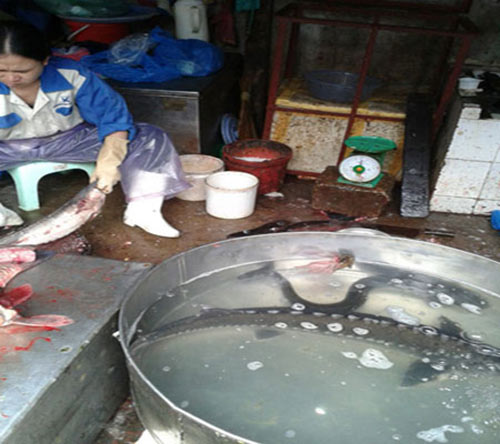 Phó Thủ tướng chỉ đạo truy quét cá tầm, gà lậu