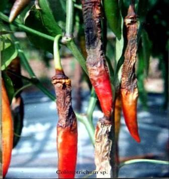 Phòng trừ bệnh Anthranose trên ớt bằng biện pháp sinh học