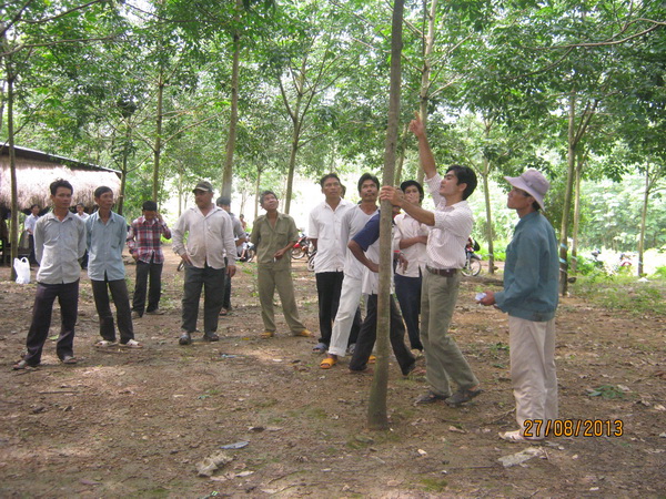 Phòng trừ bệnh xì mủ và nứt vỏ trên cao su