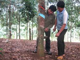 Phú Yên: Có nhà máy, người trồng cao su yên tâm hơn