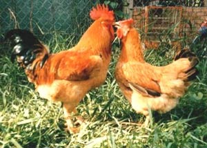 Phục tráng thành công gà giống tàu vàng