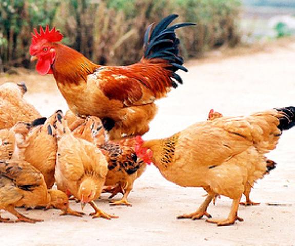 Phục tráng thành công gà giống tàu vàng