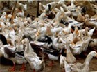 Quý I, đàn gia cầm cả nước giảm 2-3%