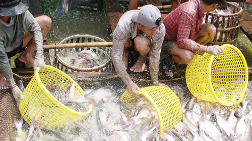Sản lượng thủy sản 10 tháng đạt hơn 5 triệu tấn