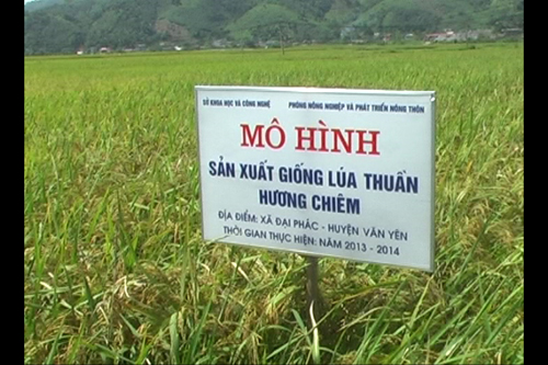 Sản xuất thành công giống lúa thuần Chiêm hương
