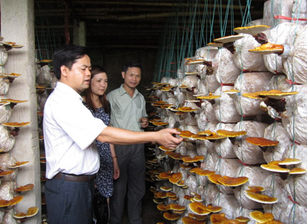 Sản xuất thành công hai giống nấm mới cho hiệu quả kinh tế cao