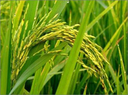 Sâu cuốn lá nhỏ hại lúa
