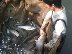Sinh sản nhân tạo giống cá nheo