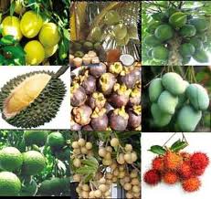 Sum suê cây trái mượt vườn Nam bộ