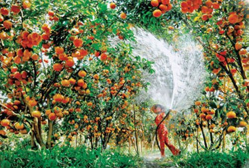 Sum suê cây trái mượt vườn Nam bộ