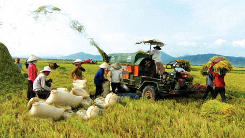 Tái cơ cấu ngành nông nghiệp: Những con số ấn tượng