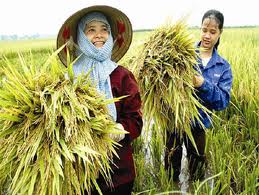 Tâm lý của người nông dân Việt Nam: Một số vấn đề cần lưu ý trong quá trình đào tạo nguồn nhân lực