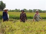 Tạm trữ, vì sao nông dân chưa hưởng lợi nhiều?
