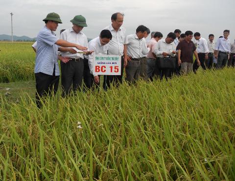 Thái Bình: Vụ mùa bội thu với giống lúa BC 15