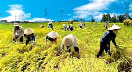 Thanh Hóa: Chọn hướng phát triển nông - lâm nghiệp