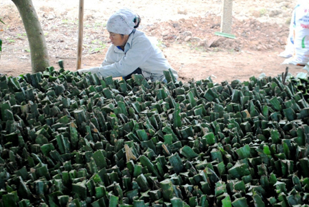 Thanh long ruột đỏ bén rễ trên đất Thủ đô