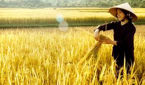 Thèm nghe một tiếng cựa mình của lúa