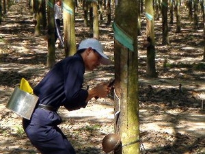 Thị trường tiêu thụ cao su những tháng cuối năm diễn biến ra sao?