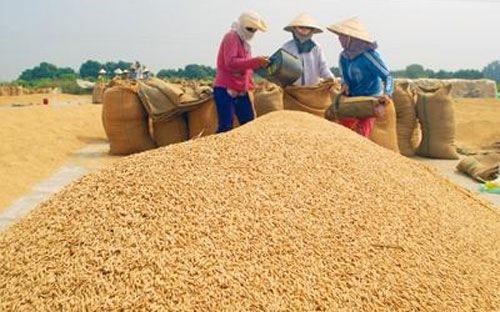 Thiếu gạo cho xuất khẩu