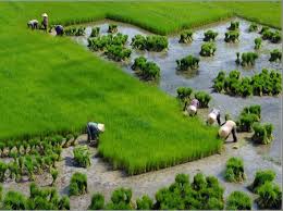 Thời vụ và nhóm giống lúa theo vùng sinh thái
