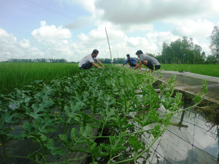 Thu nhập khá từ trồng dưa hấu trên bờ ruộng