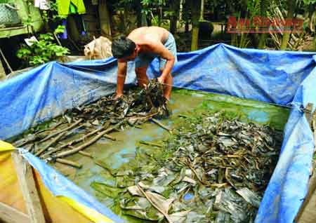 Thu nhập trăm triệu từ nuôi lươn lót bạt