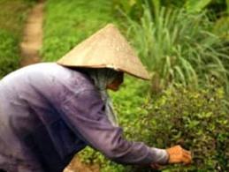 Thuốc Nam làng Đại Yên 