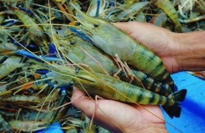Tìm đầu ra cho tôm càng xanh