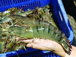 Tôm được giá nhưng diện tích thả nuôi giảm mạnh