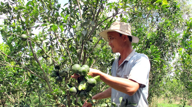 Trà Vinh: Lại ồ ạt bỏ lúa trồng cam sành