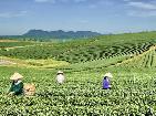 Trăn trở của người nông dân trồng chè