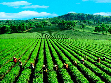 Trăn trở của người nông dân trồng chè