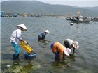 Trôi nổi nghề bắt sò