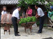 Trồng chuối, dứa... xây nhà lầu