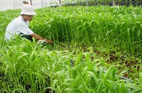 Trồng rau muống: “Dục tốc bất đạt”