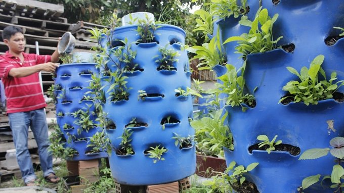 Trồng rau trong nhà bếp: có rau sạch - giảm mùi hôi