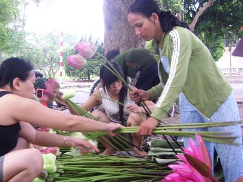 Trồng sen lấy hạt