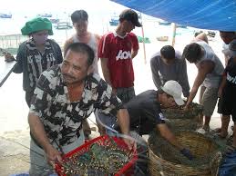 Trung Quốc tận thu tôm nguyên liệu, doanh nghiệp Việt lao đao