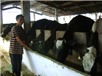 Tỷ phú từ... 5 con bò