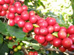 Uganda: lên kế hoạch quyết tâm trồng 300 triệu cây cà phê Robusta
