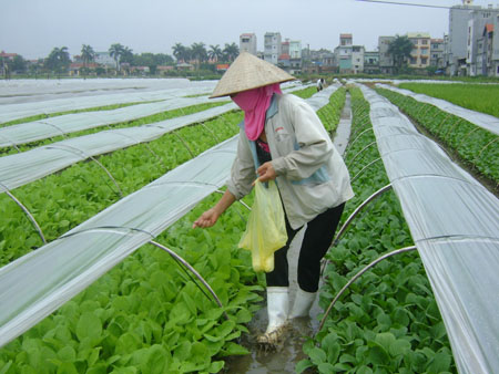 Vân Nội: Xây dựng NTM từ rau an toàn