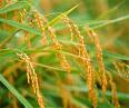 Việt Nam và IRRI hợp tác nghiên cứu phát triển ngành lúa gạo