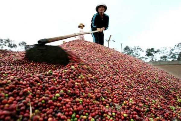 Việt Nam: xuất khẩu cà phê niên vụ 2012/2013 giảm mạnh so với niên vụ trước
