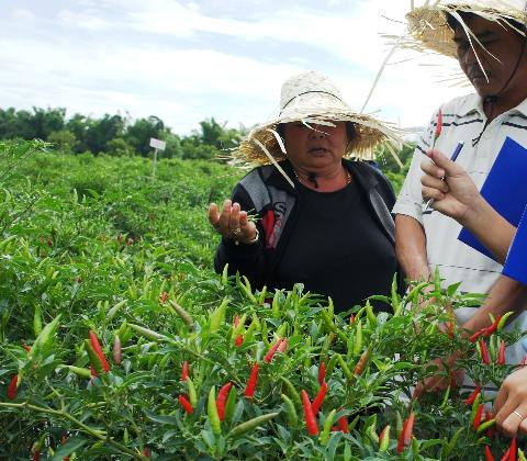 Vĩnh Phúc: Cung cấp các giống ớt chất lượng cho nhà nông