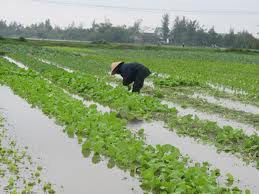 Vựa rau ngập trắng, dân nín thở cầu trời